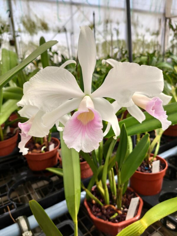Cattleya purpurata  var. graciata
