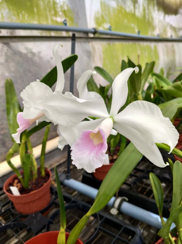Cattleya purpurata  var. graciata – Image 2