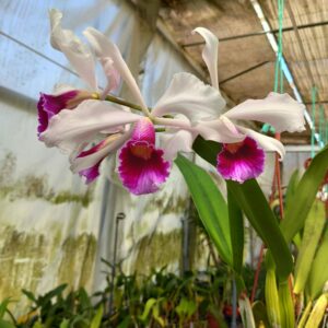 Cattleya purpurata 'Heinz' x 'Heinz'