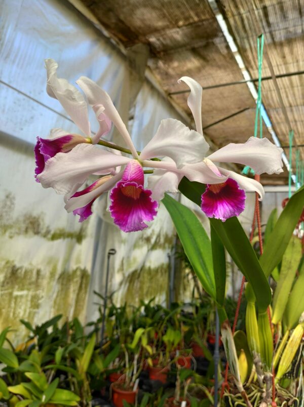 Cattleya purpurata 'Heinz' x 'Heinz'