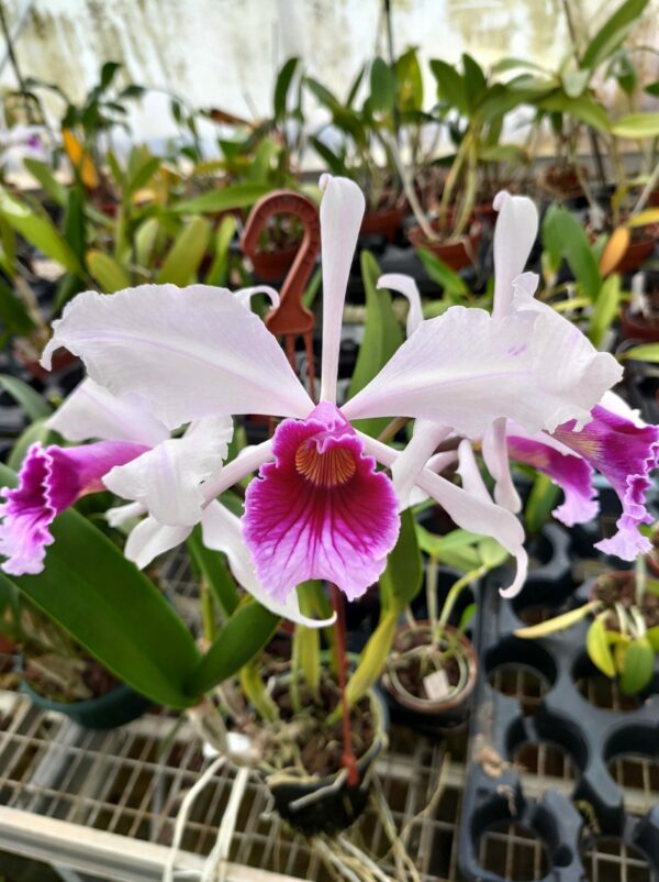 Cattleya purpurata 'Heinz' x 'Heinz' – Image 2