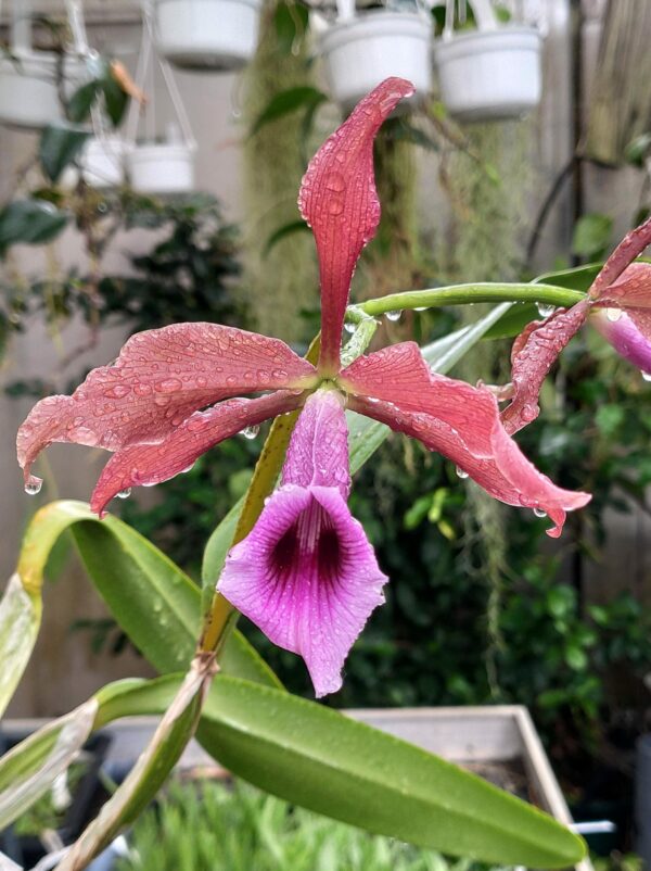 Cattleya tenebrosa