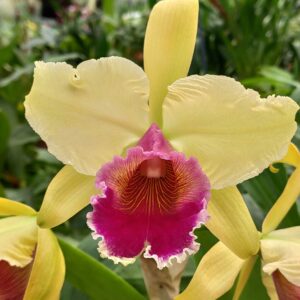 Lc. Daniris 'La Tuilerie'