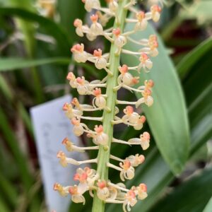 Liparis condylobulbon