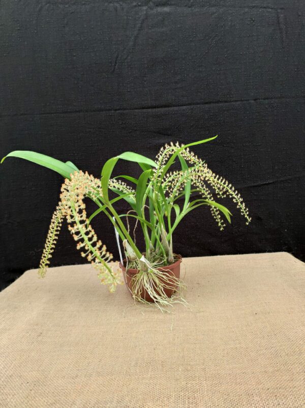 Liparis condylobulbon – Image 2