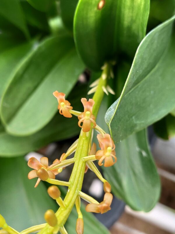 Liparis grossa – Image 2