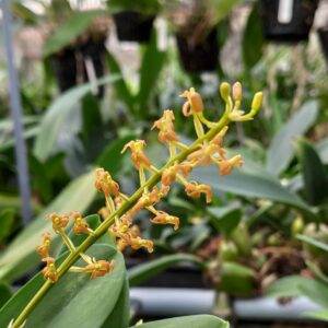 Liparis grossa
