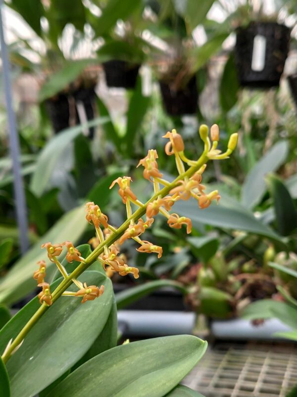 Liparis grossa