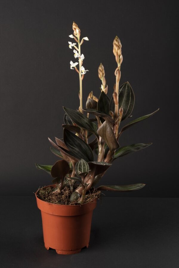 Ludisia discolor – Image 2