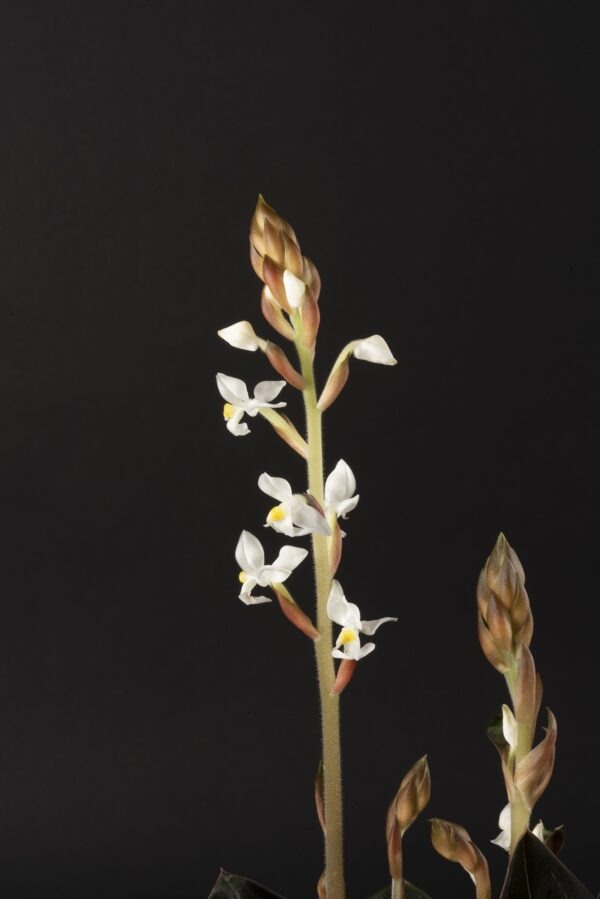 Ludisia discolor