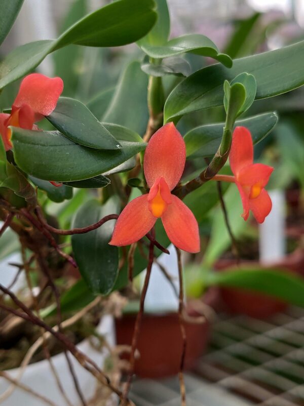 Maxillaria sophronitis