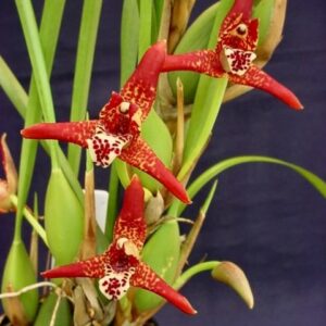 Maxillaria tenuifolia