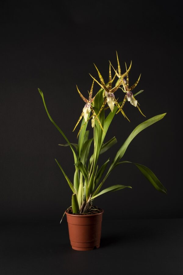 Miltassia Goodale Moir – Image 2