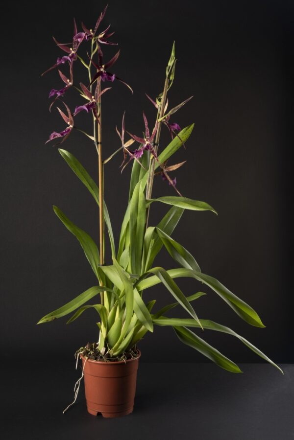 Miltassia Aztec Toni – Image 2