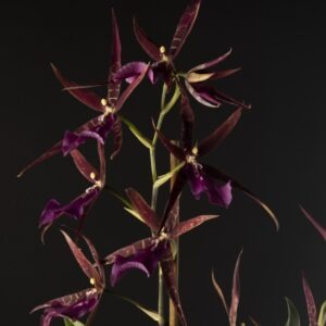 Miltassia Aztec Toni