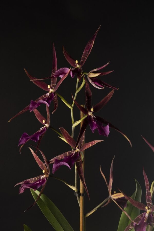 Miltassia Aztec Toni