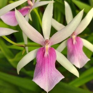 Miltassia Estrelita Sweet Senorita