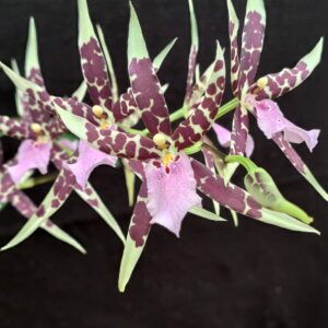 Miltassia Petit Pierre