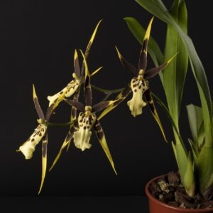 Miltassia Top Shelob
