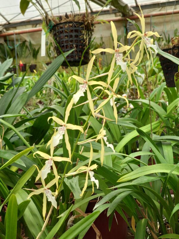Miltonia flavescens – Image 2