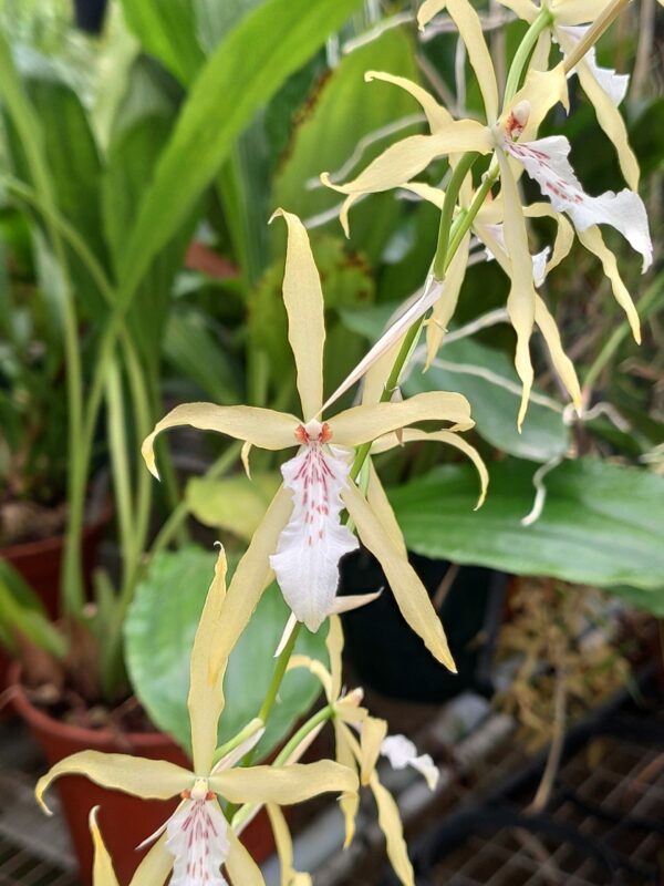 Miltonia flavescens