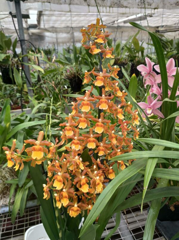 Odontocidium Catatante – Image 2