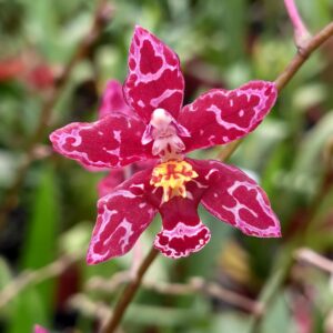 Oncidium Colibri
