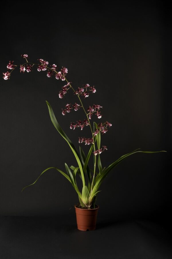 Oncidium Sharry Baby – Image 2
