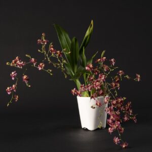 Oncidium Twinkle Red Fantasy