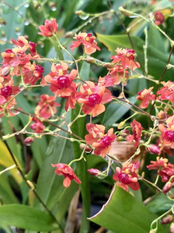 Oncidium Twinkle Red Fantasy – Image 2