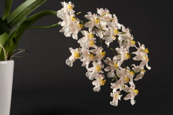 Oncidium Twinkle Soft Pink – Image 2