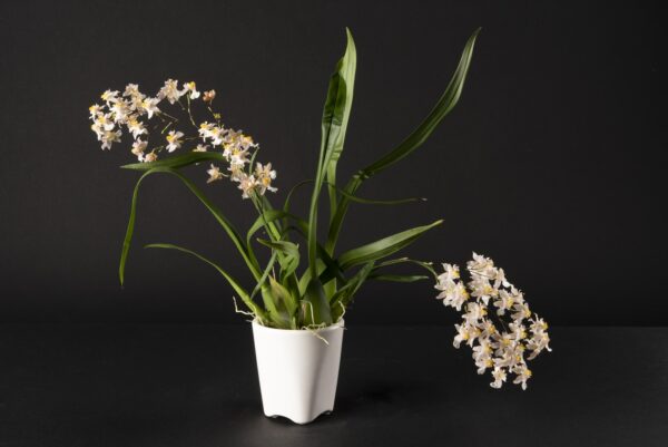 Oncidium Twinkle Soft Pink