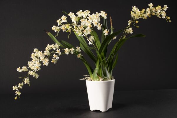 Oncidium Twinkle White – Image 2