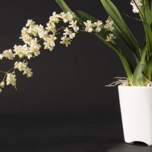 Oncidium Twinkle White