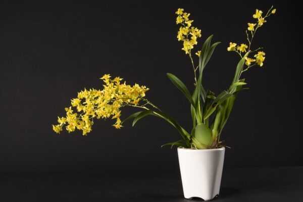 Oncidium Twinkle Yellow – Image 2