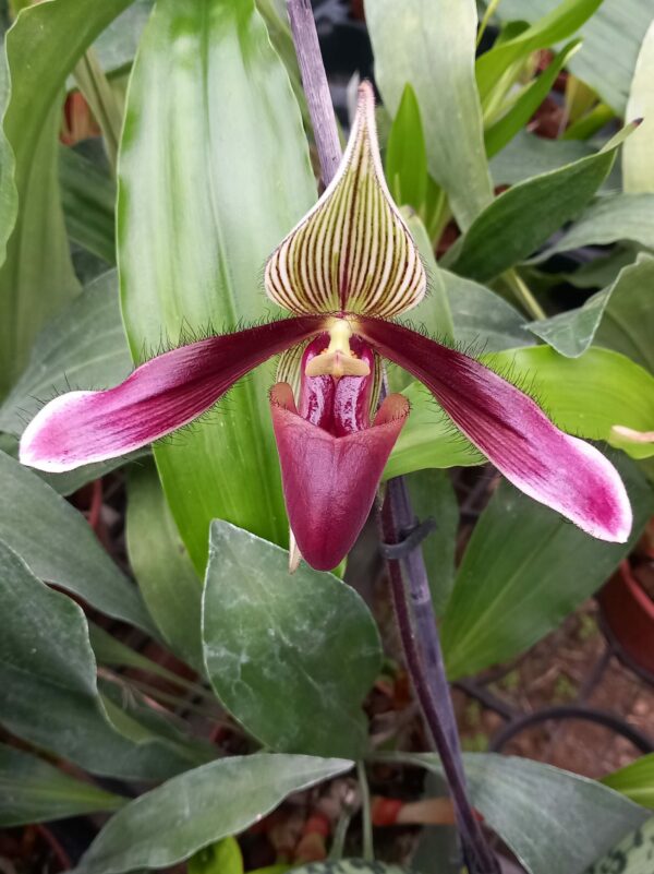 Paphiopedilum Darkday
