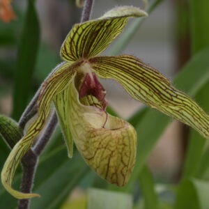 Paphiopedilum Harold Koopowitz