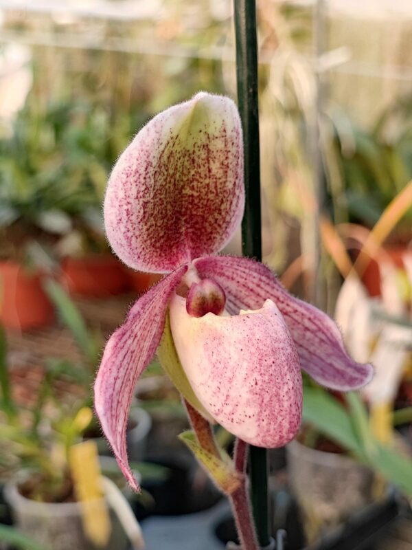 Paphiopedilum Geppetto x Doctor Jack – Image 2