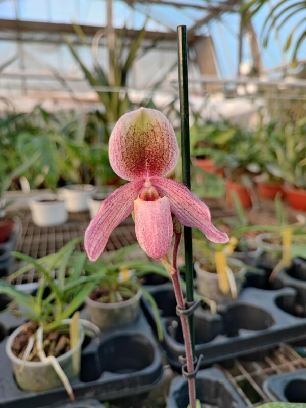 Paphiopedilum Geppetto x Doctor Jack