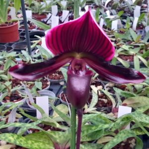 Paphiopedilum Maudiae 'Coloratum Super' x (Maudiae vinicolor x viniferum)