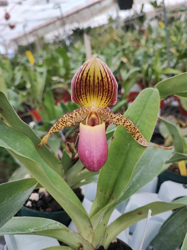 Paphiopedilum Pinocchio x rothschildianum – Image 2