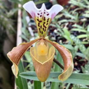 Paphiopedilum gratrixianum