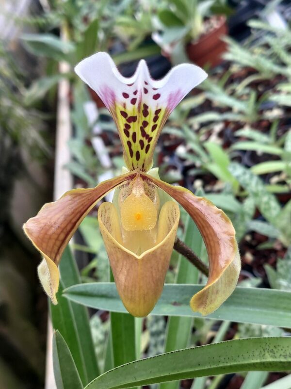 Paphiopedilum gratrixianum