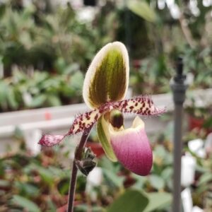 Paphiopedilum liemianum 'Super'