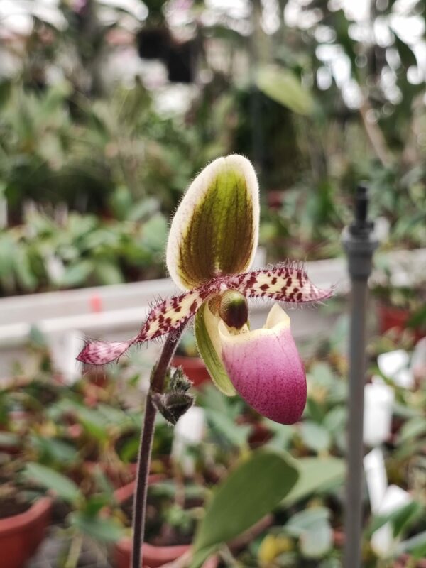 Paphiopedilum liemianum 'Super'