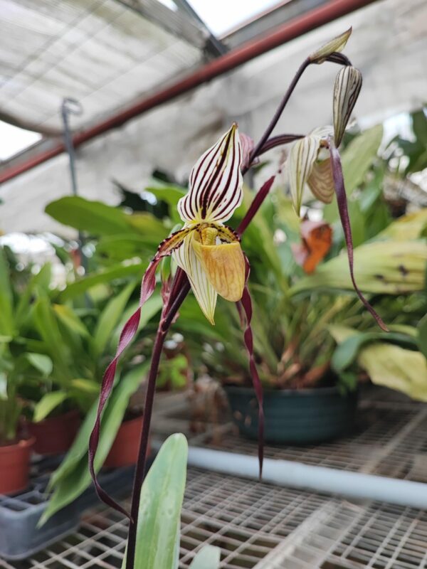 Paphiopedilum philippinense 'L'Amazone' x 'Kao' – Image 2