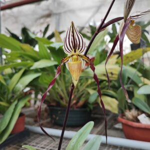 Paphiopedilum philippinense 'L'Amazone' x 'Kao'