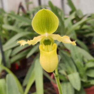 Paphiopedilum primulinum