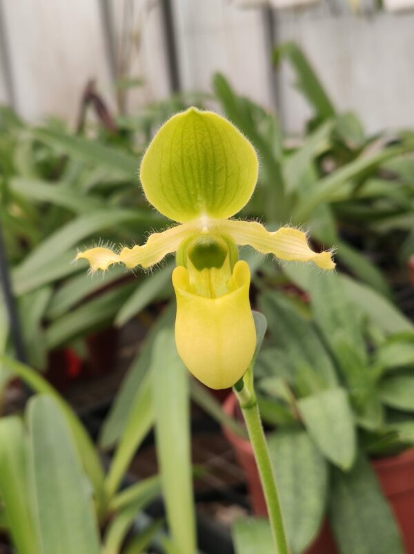 Paphiopedilum primulinum