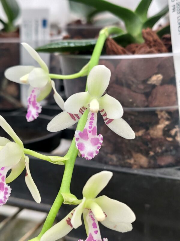 Phalaenopsis japonica – Image 2